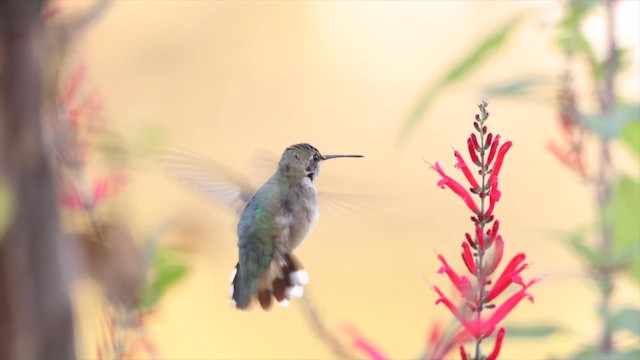 kalypta černobradá - ML646408752