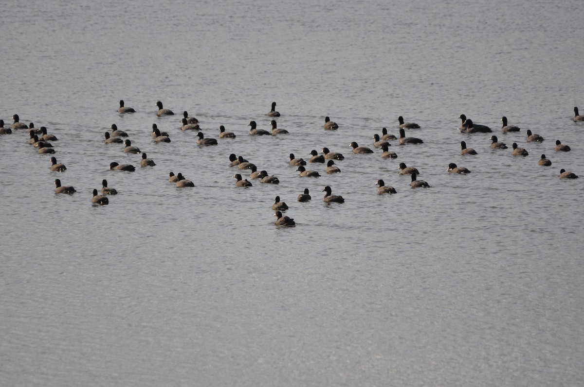 Eurasian Coot - ML646408753