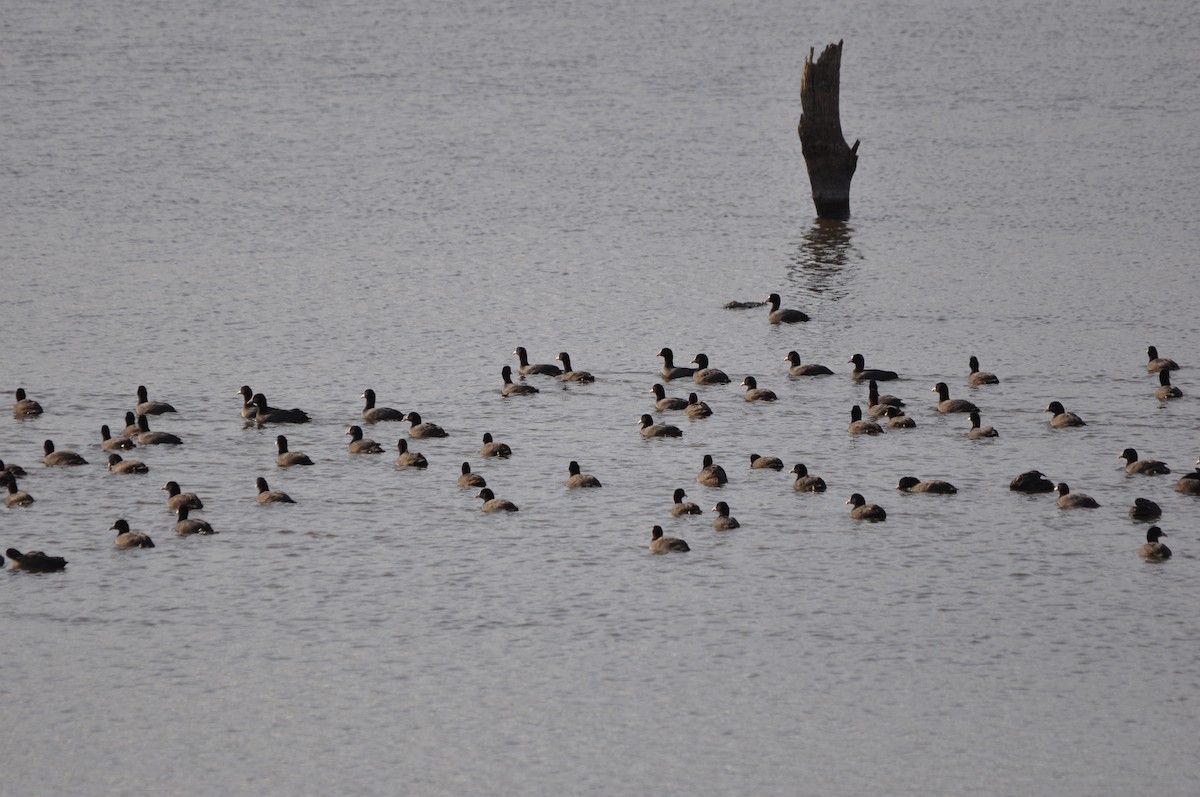 Eurasian Coot - ML646408754
