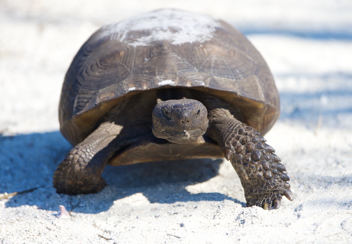 Animals - ML646408755