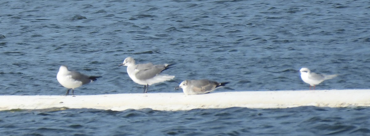 Forster's Tern - ML646408762