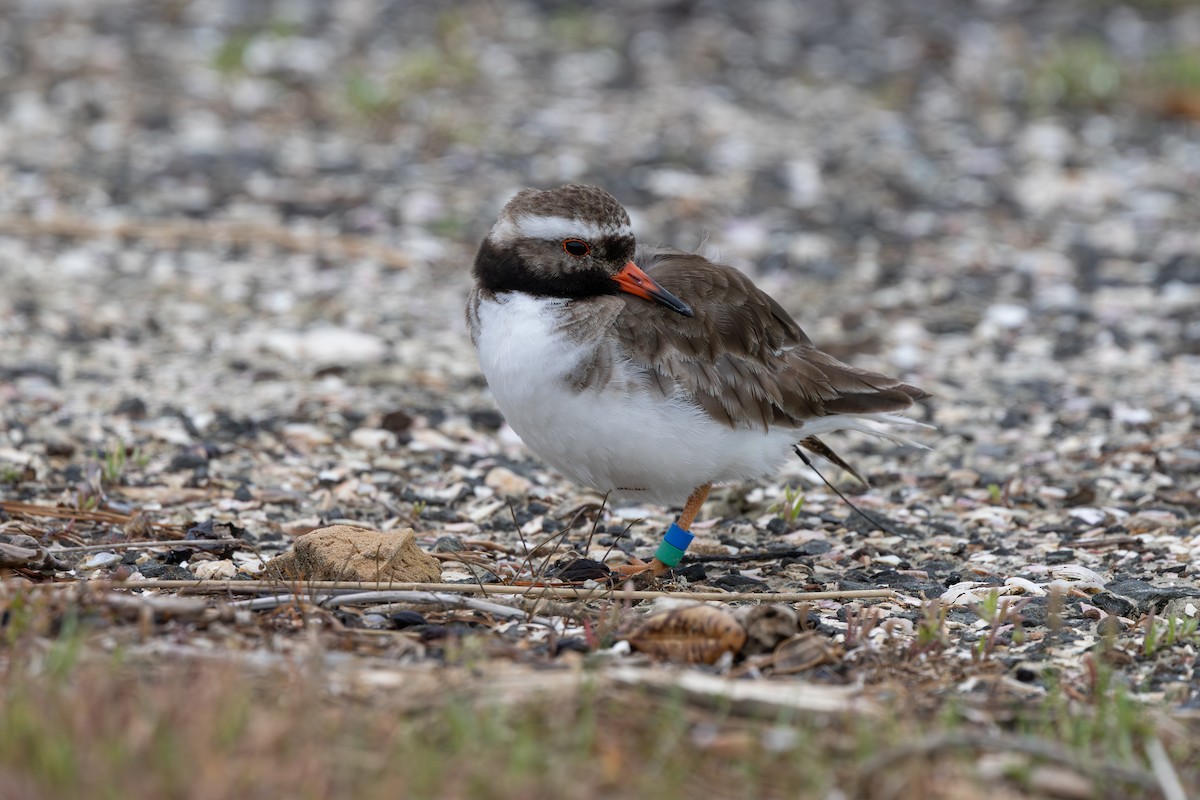 Chathamregenpfeifer - ML646408764