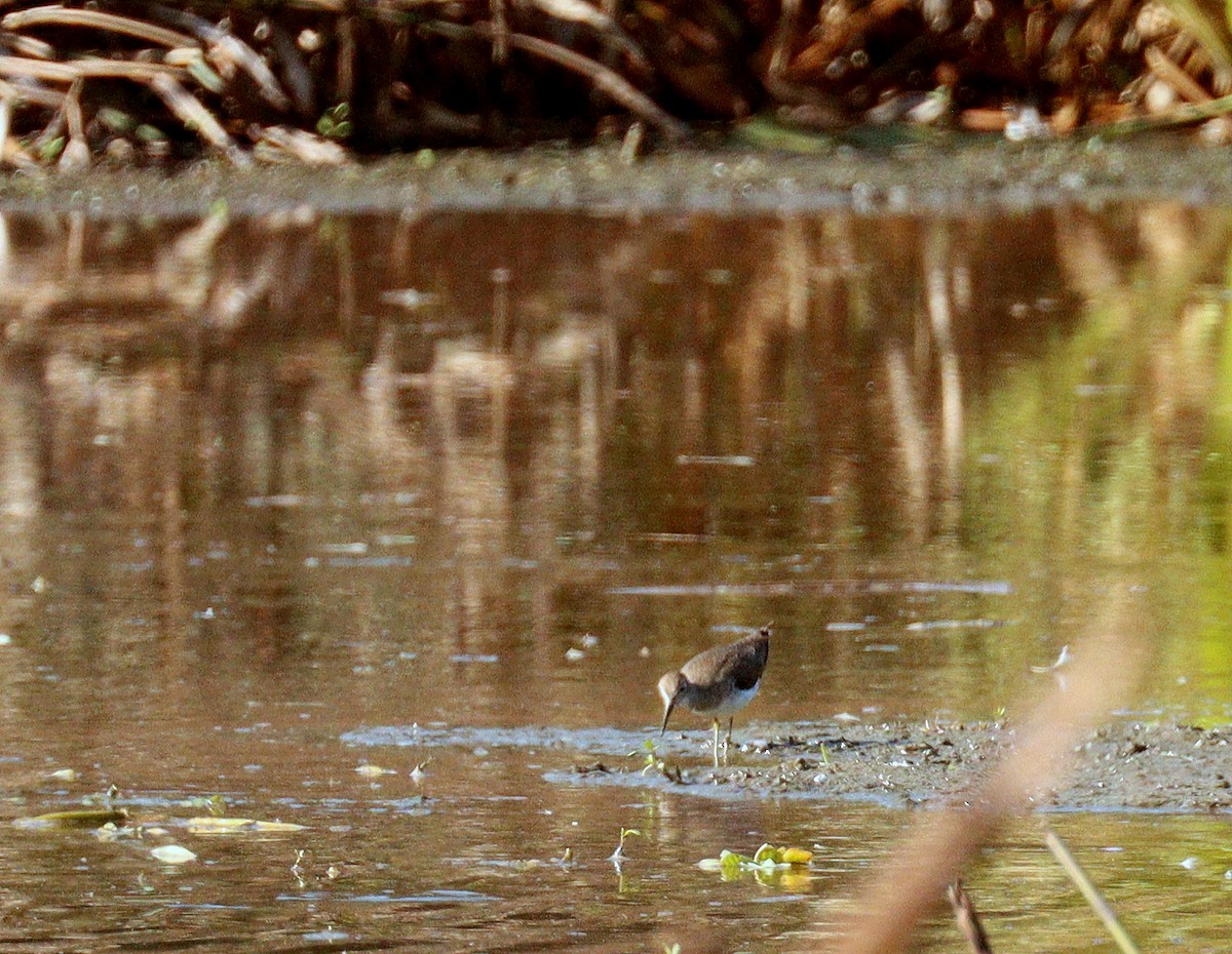 Solitary Sandpiper - ML646408773