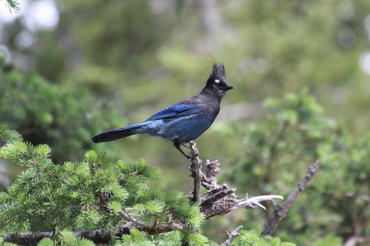 Steller Kargası - ML646408774