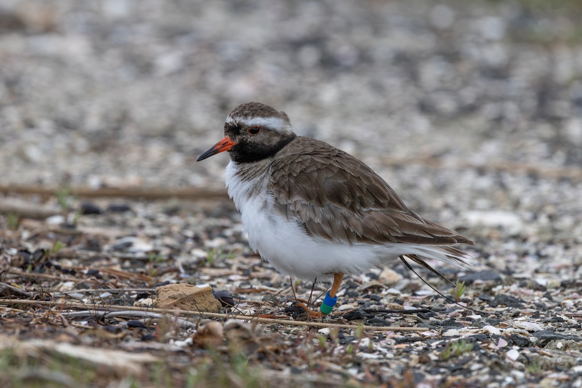 Chathamregenpfeifer - ML646408796