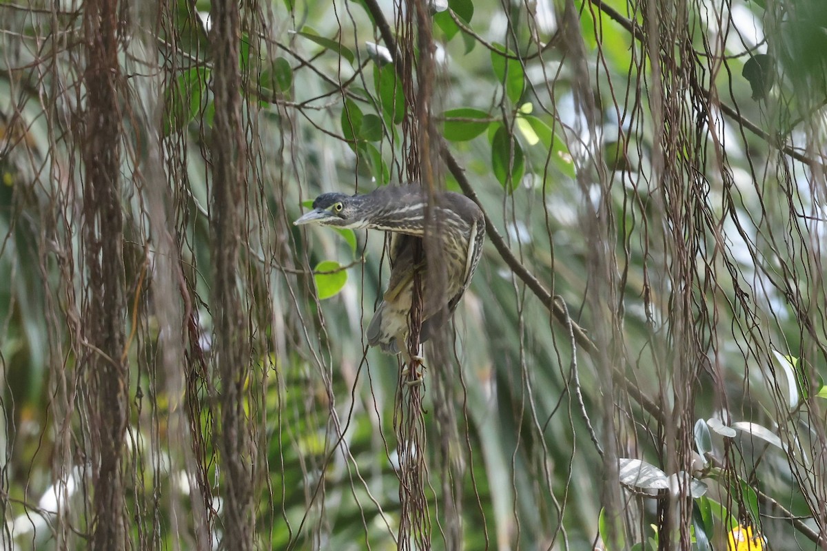 綠簑鷺 - ML646408800