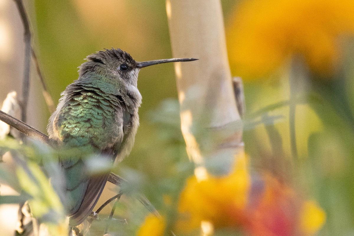 ノドグロハチドリ - ML646408801