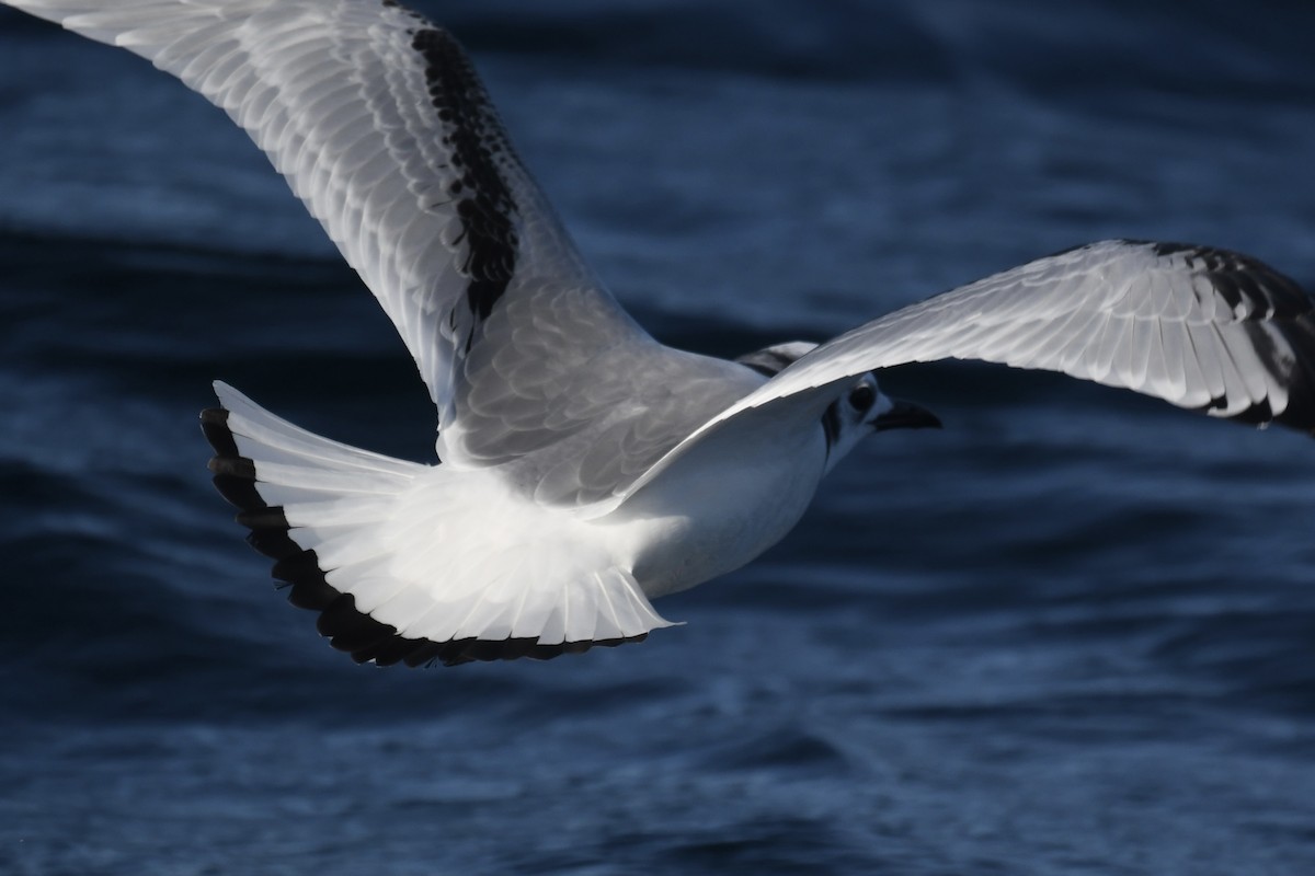 三趾鷗 - ML646408804