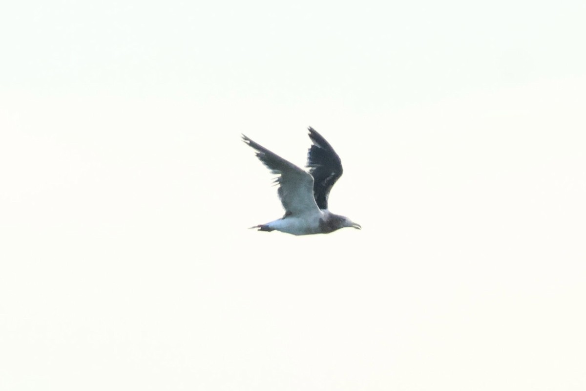 Olrog's Gull - ML646408808