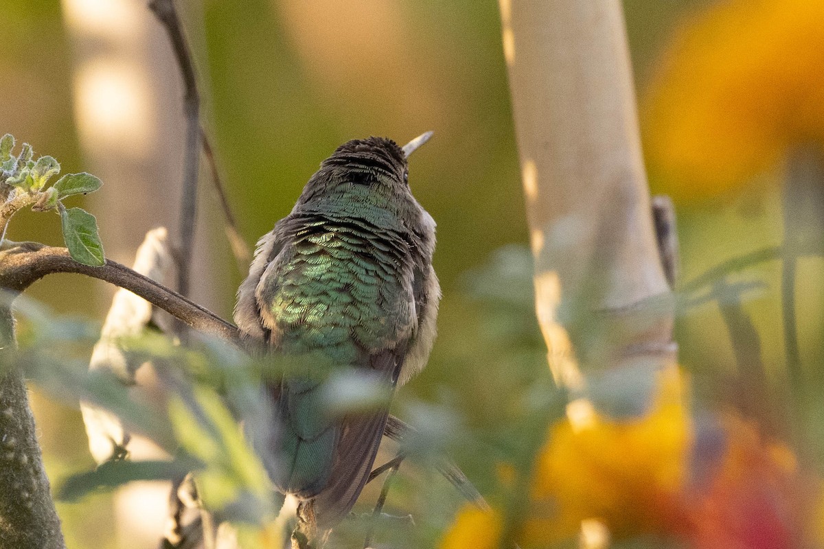 ノドグロハチドリ - ML646408815