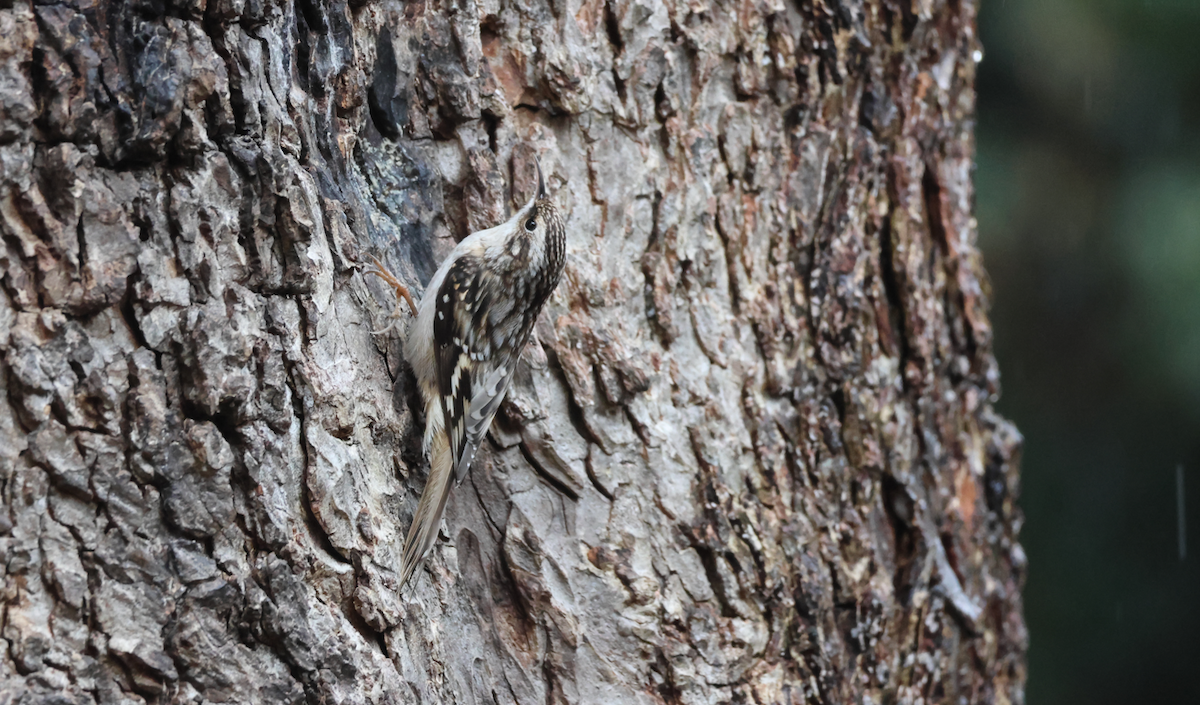 Brown Creeper - ML646408818