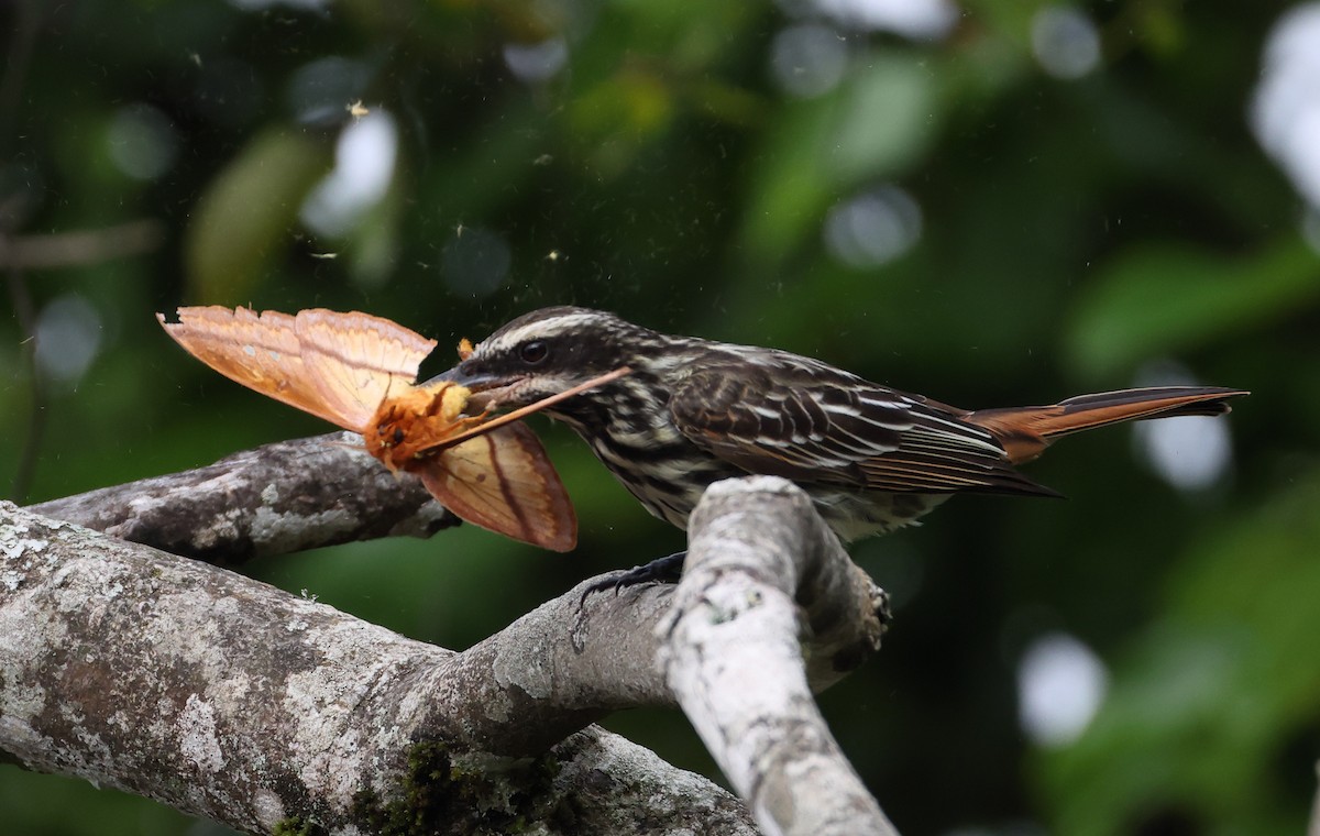 Streaked Flycatcher - ML646408823