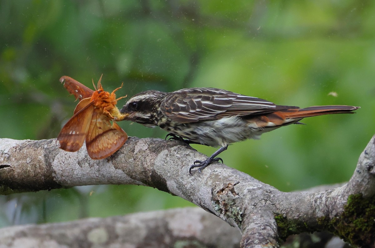 Streaked Flycatcher - ML646408824