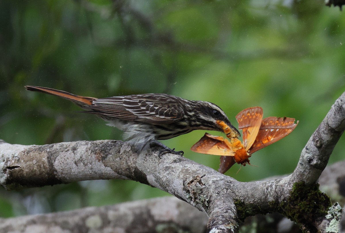 Streaked Flycatcher - ML646408825