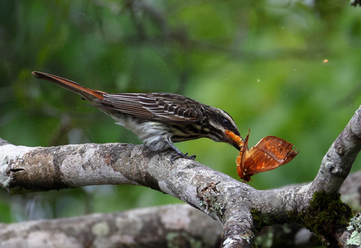 Streaked Flycatcher - ML646408826