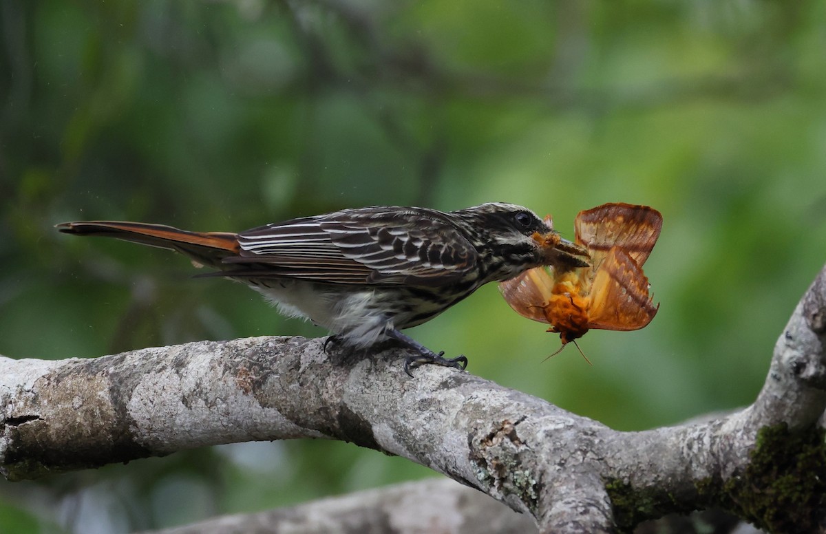 Streaked Flycatcher - ML646408827