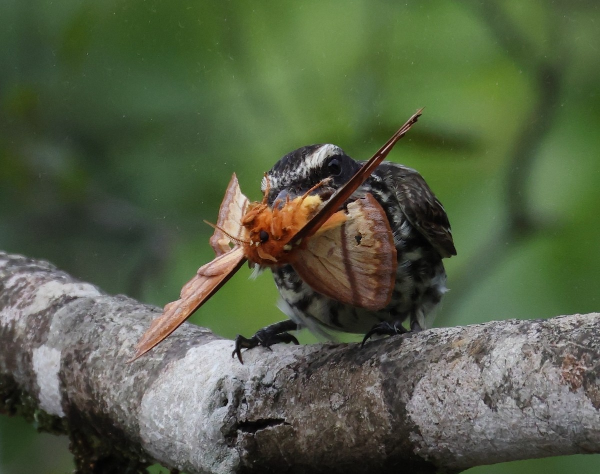 Streaked Flycatcher - ML646408828