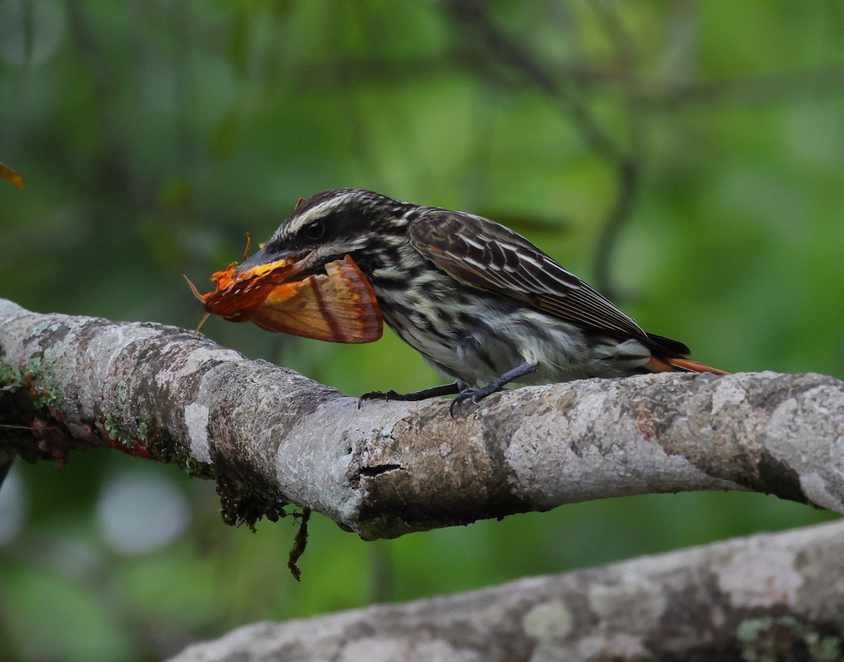 Streaked Flycatcher - ML646408829