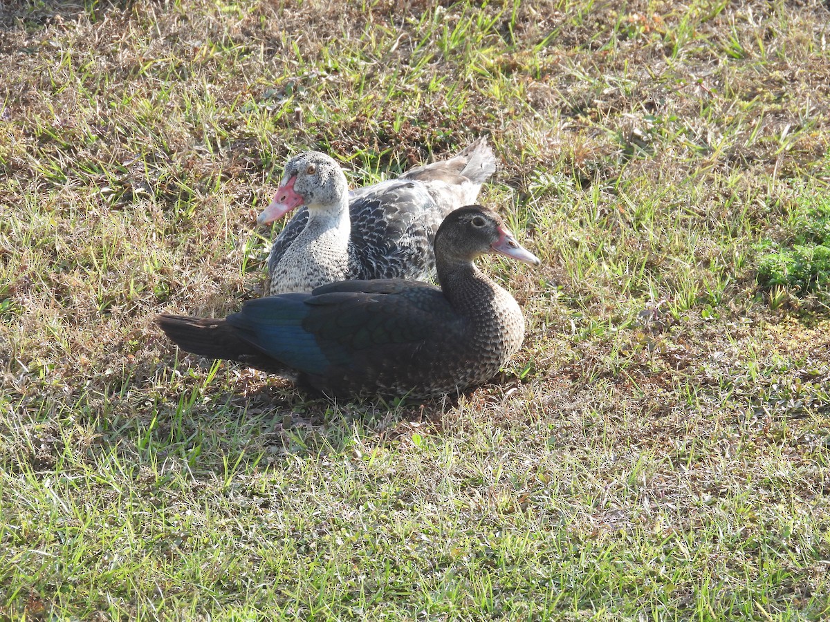 Muscovy Duck (Domestic type) - ML646408830