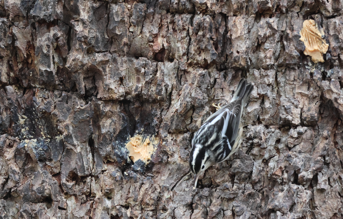 Black-and-white Warbler - ML646408831