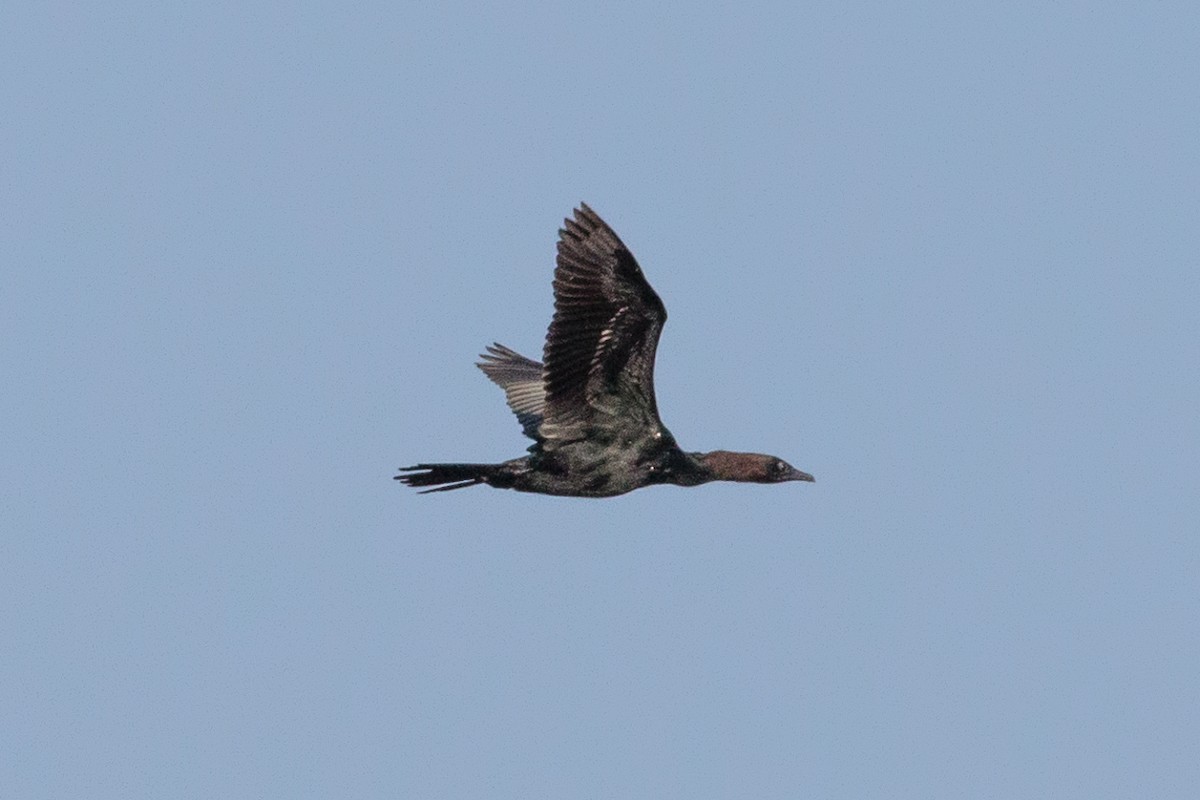 Баклан малий - ML646408833