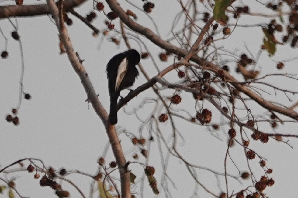 sýkora běloramenná - ML646408837