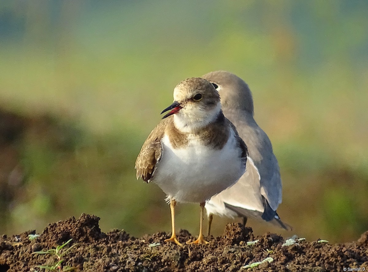 kulík říční - ML646408838