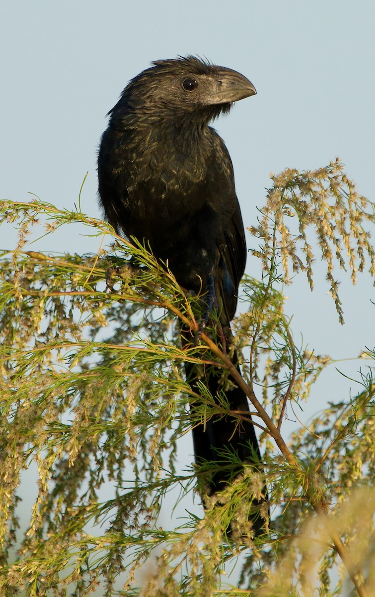 Groove-billed Ani - ML646408839