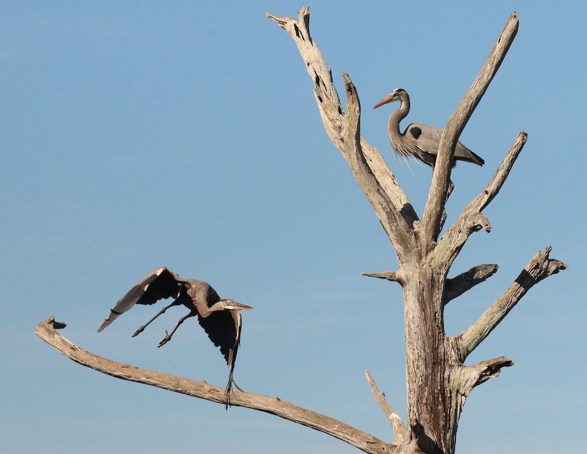 Great Blue Heron - ML646408842