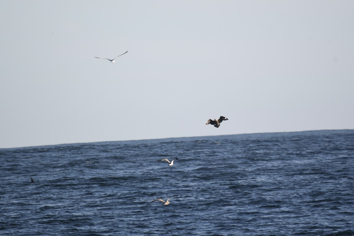 灰賊鷗 - ML646408844