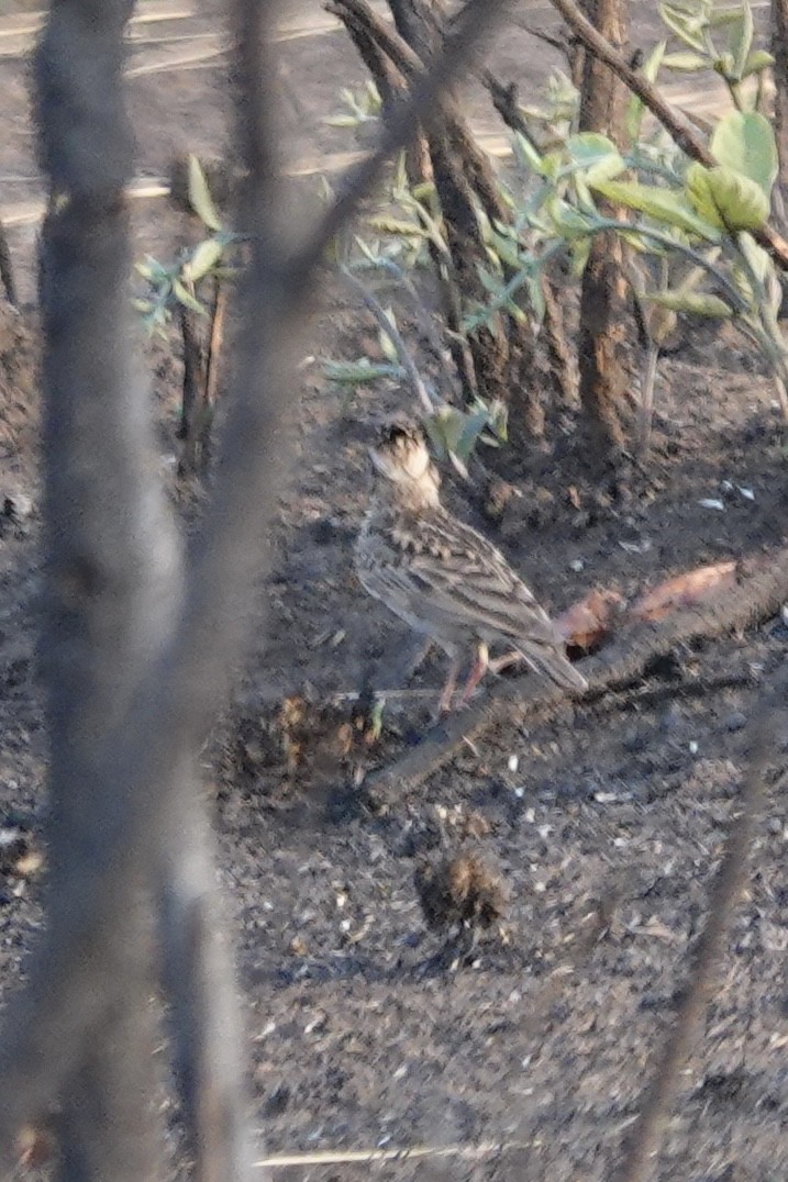 chocholouš malý - ML646408845