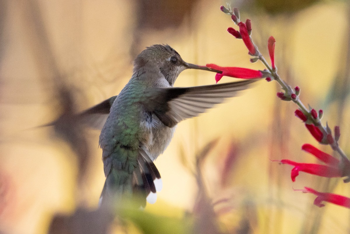 ノドグロハチドリ - ML646408847