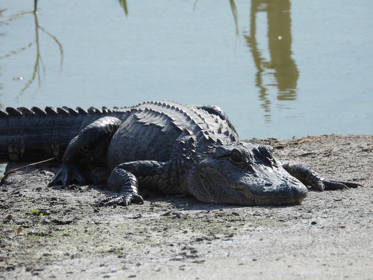 American Alligator - ML646408848