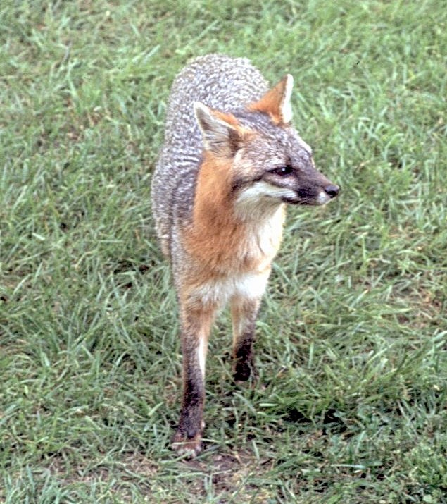 Urocione comune - ML646408852