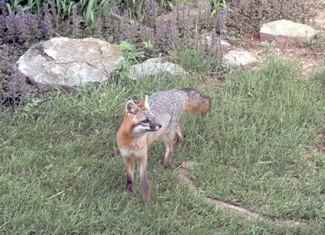 Animali - ML646408853