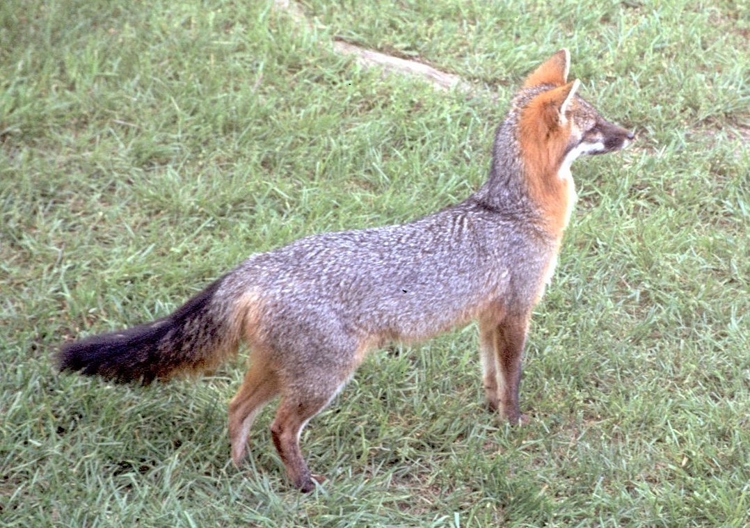 Urocione comune - ML646408854