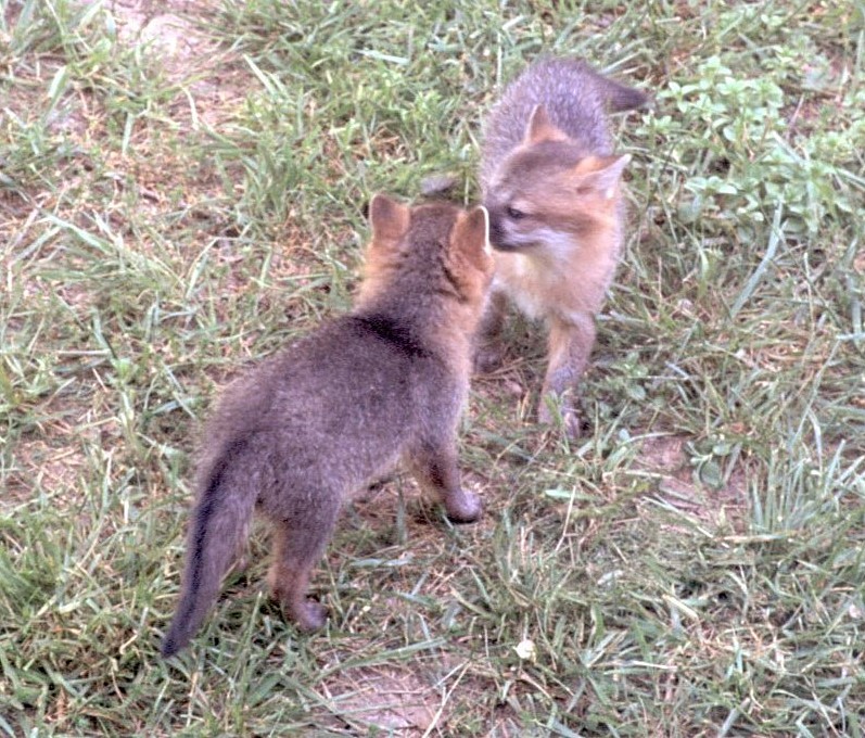 Urocione comune - ML646408855