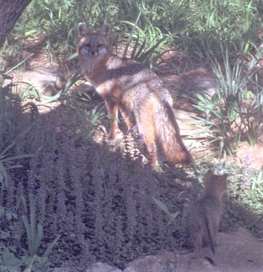 Urocione comune - ML646408856