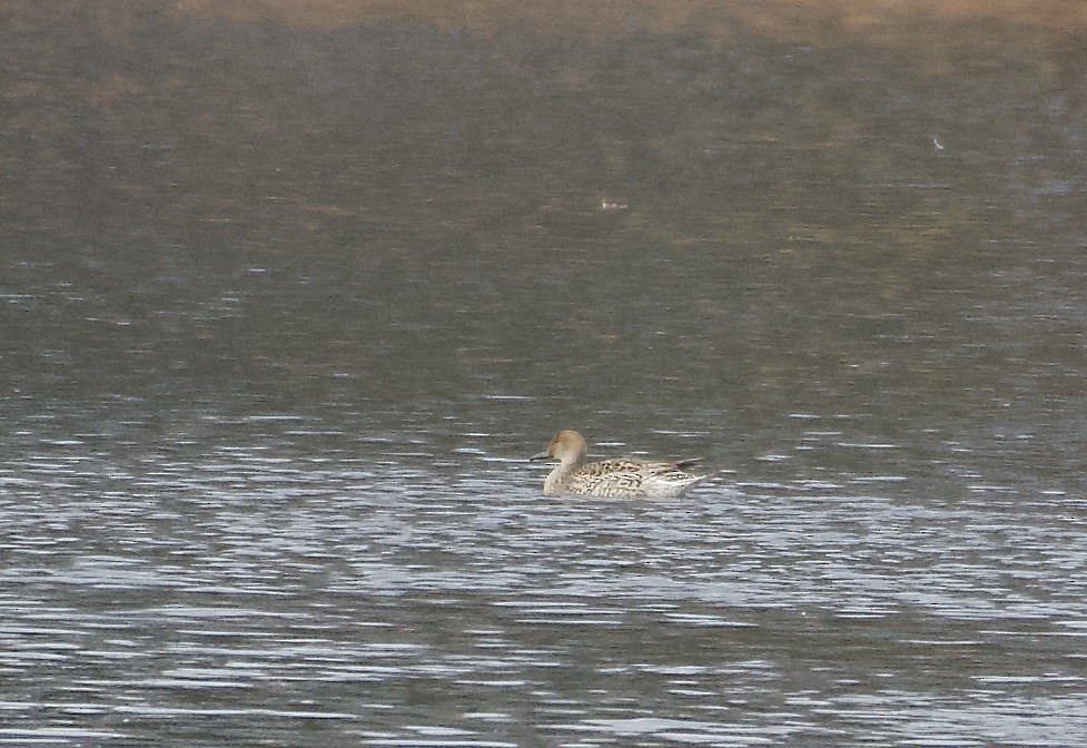 尖尾鴨 - ML646408857