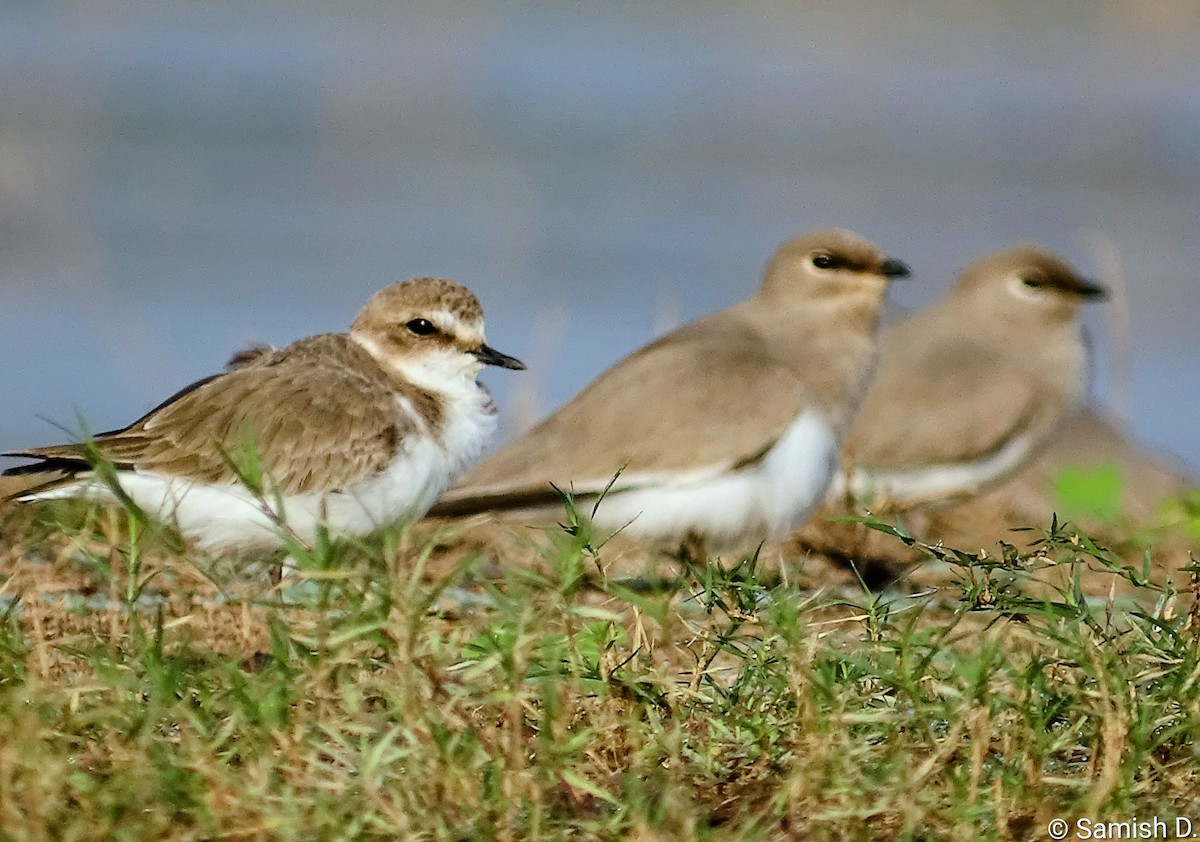 kulík mořský - ML646408858