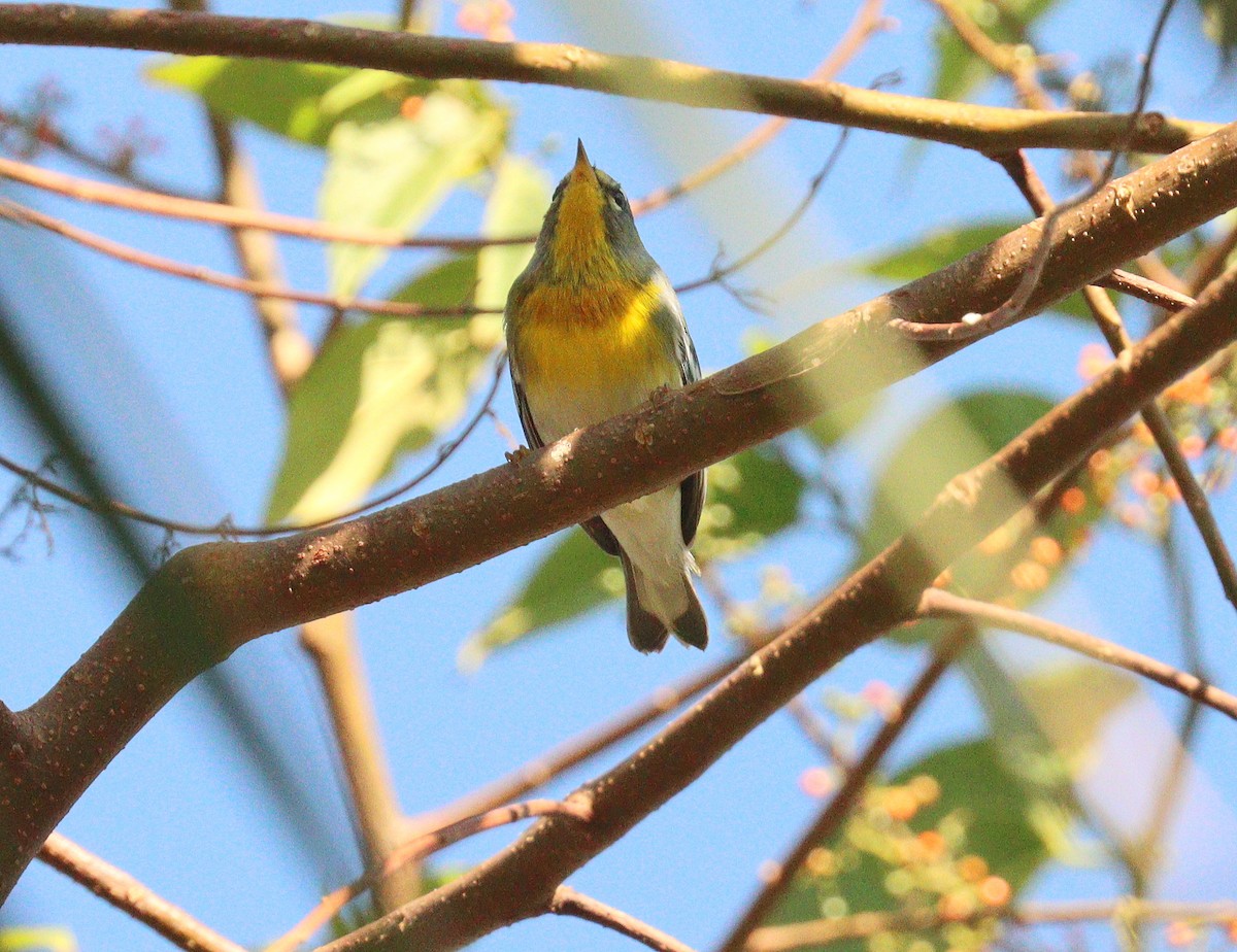 Northern Parula - ML646408859