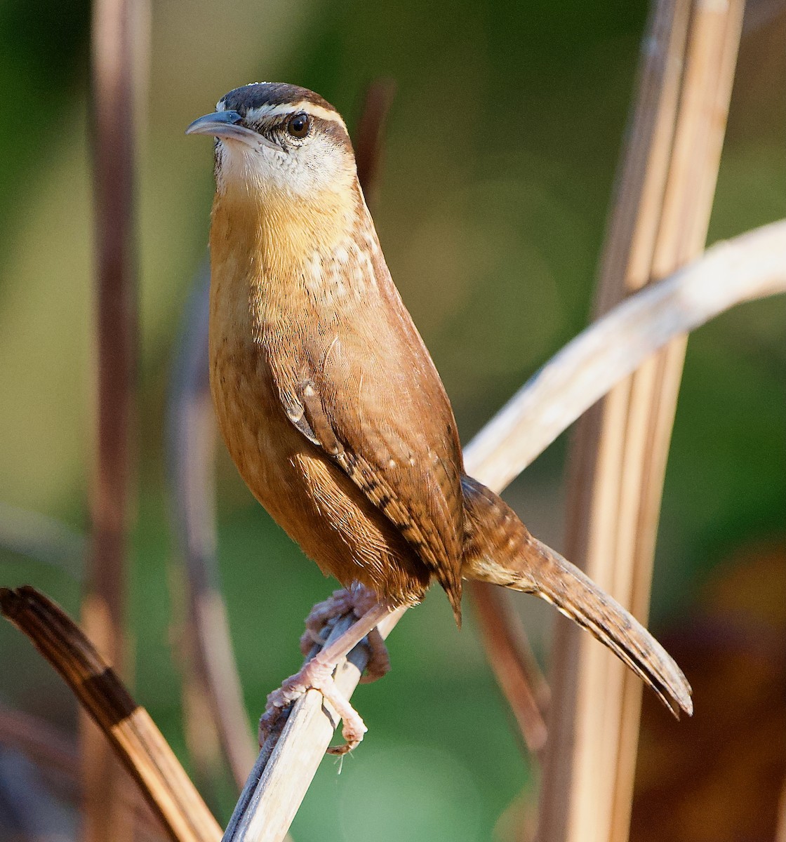 Carolina Wren - ML646408860