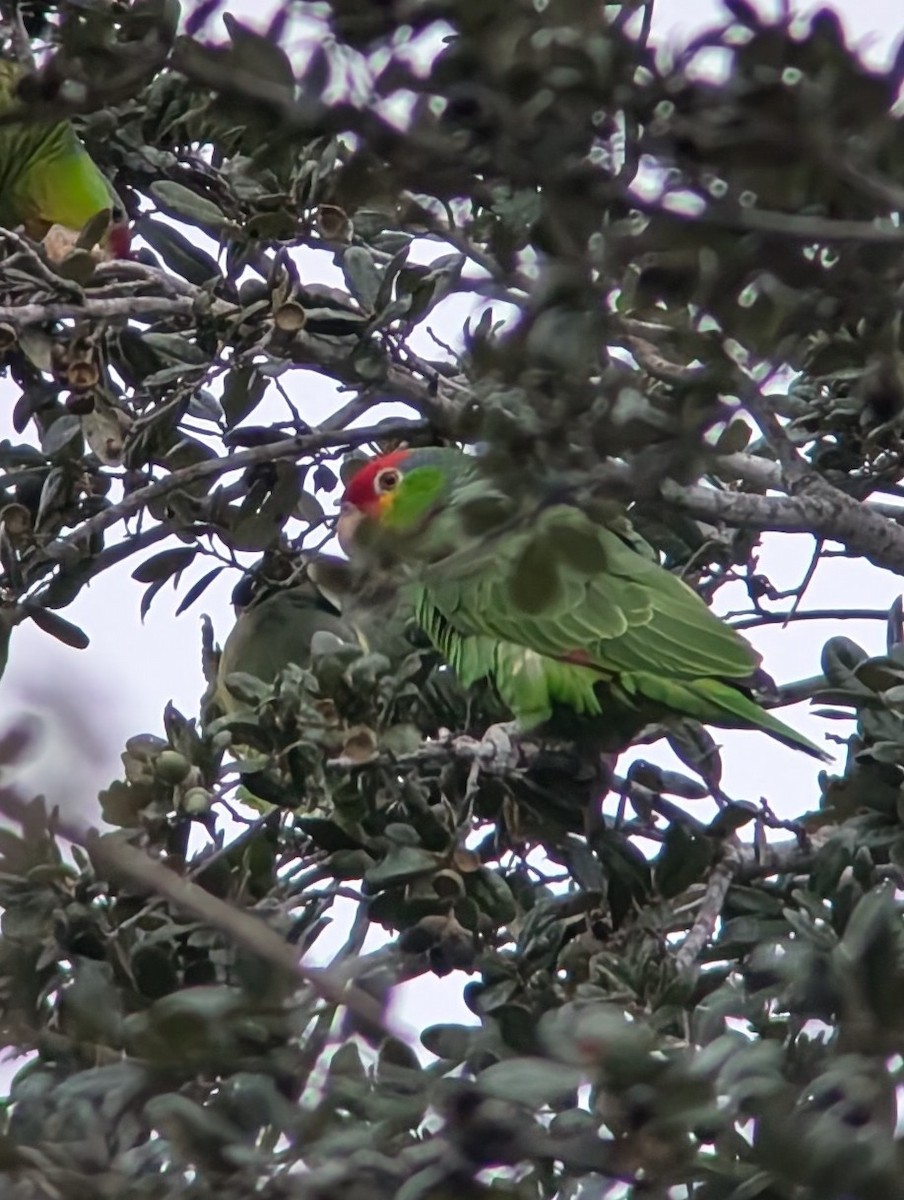 amazoňan rudočelý - ML646408861