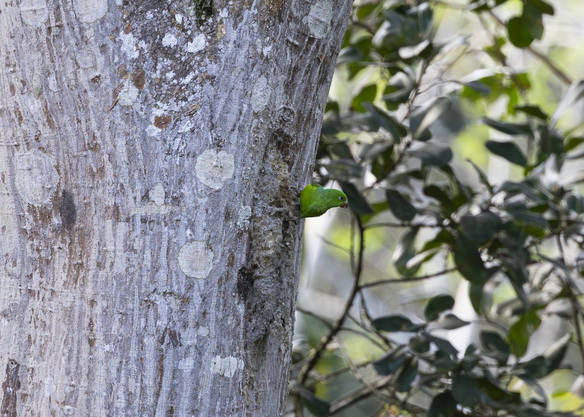 オナガミドリインコ - ML646408862