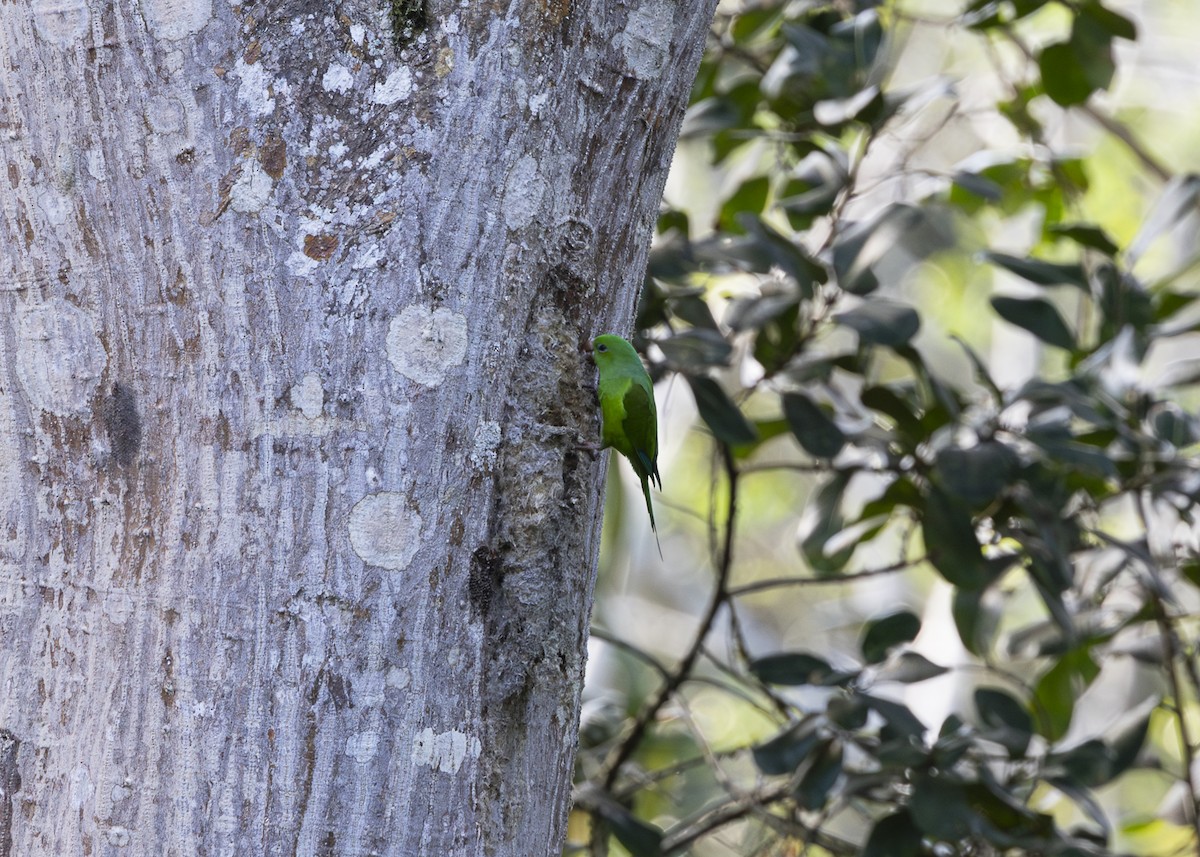 オナガミドリインコ - ML646408863