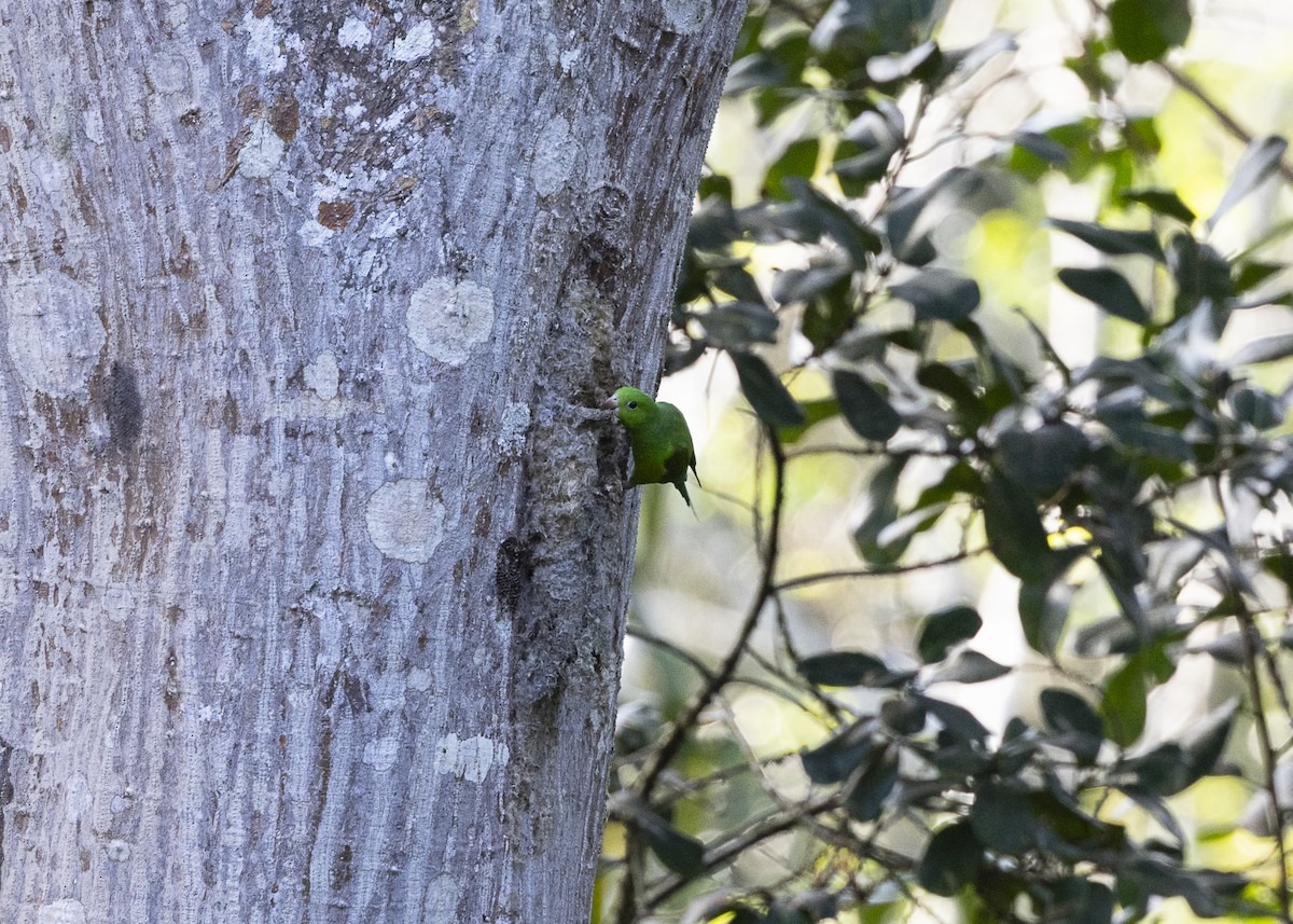 オナガミドリインコ - ML646408864