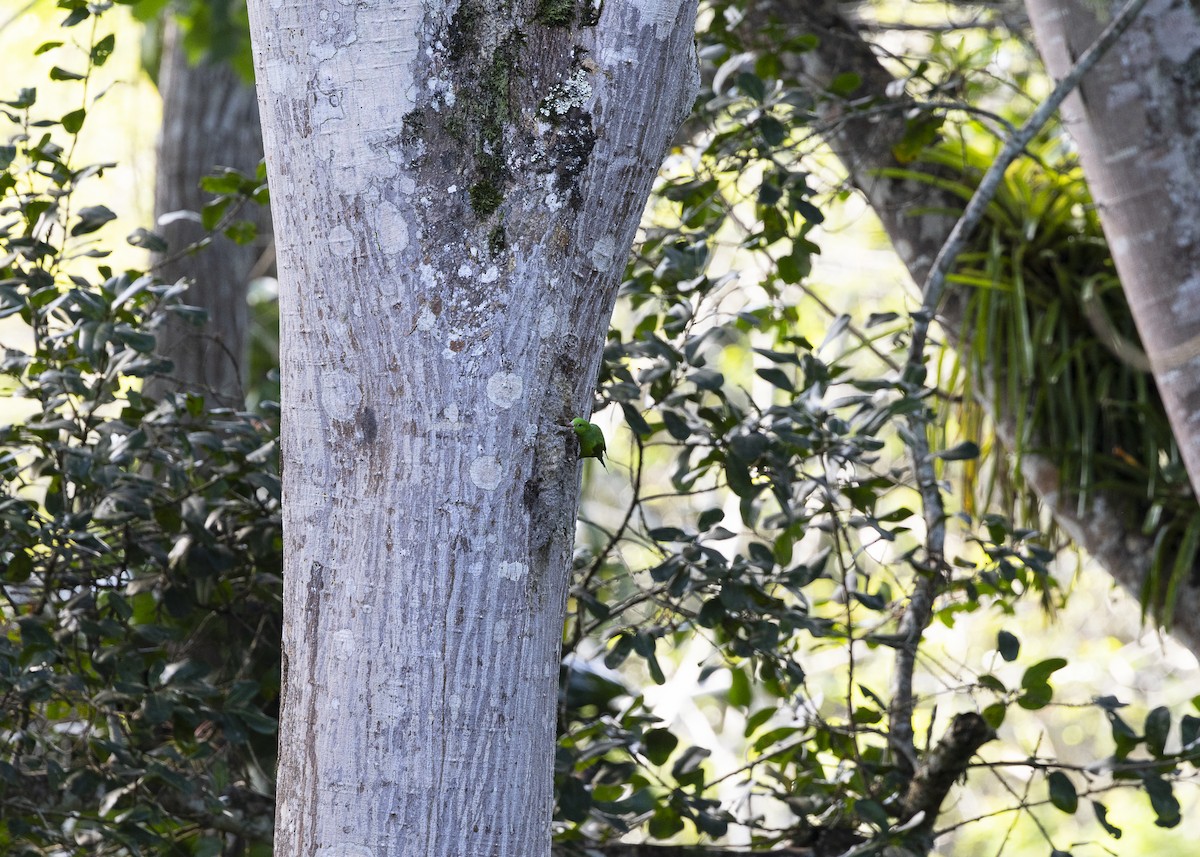 オナガミドリインコ - ML646408865