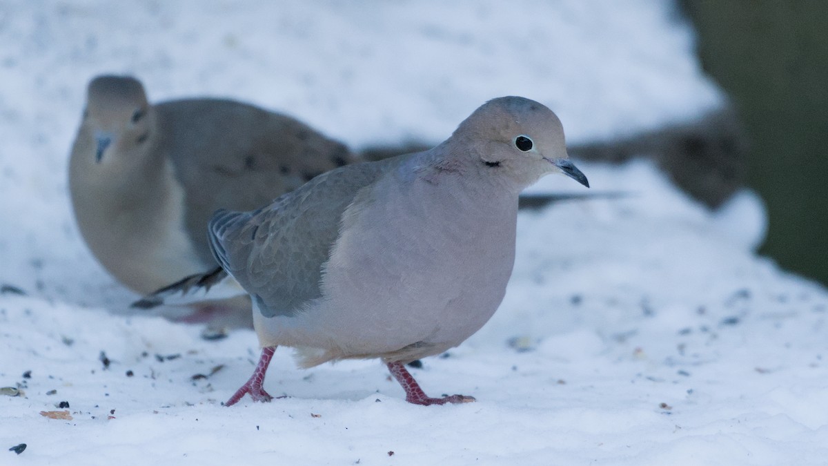 hrdlička karolínská - ML646408866