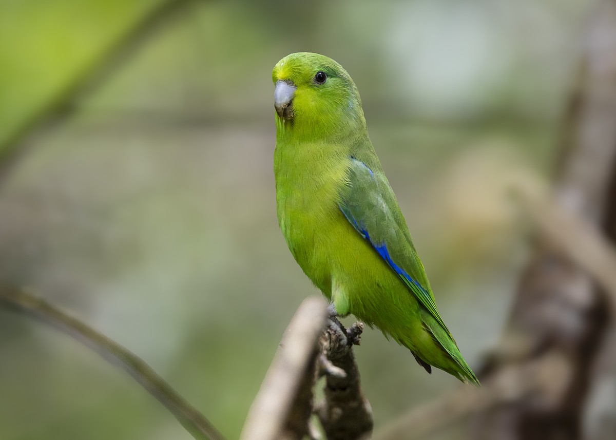 Toui de Spix - ML646408870