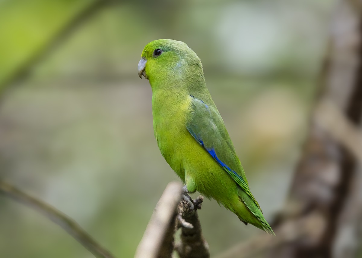 Toui de Spix - ML646408871